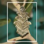 Cascading Spell Statement Earrings for Women – Elegant Layered Dangle Design for Special Occasions